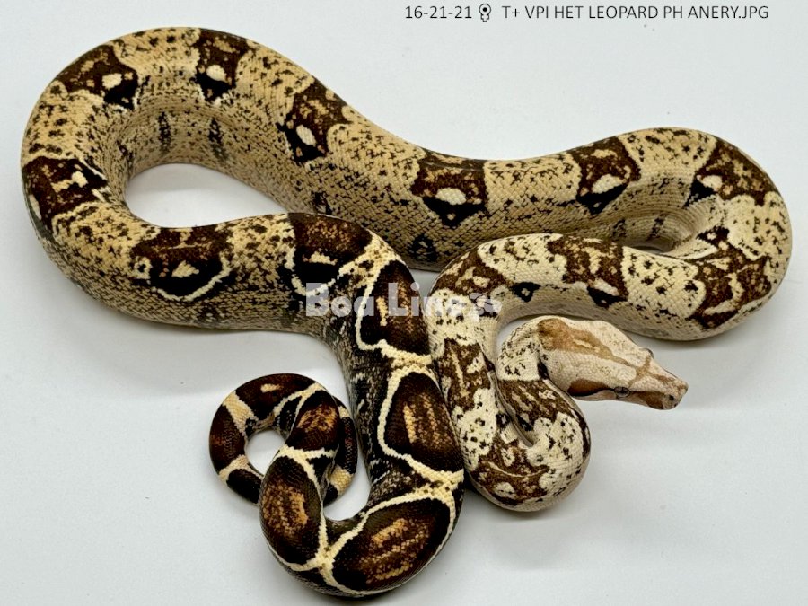 T+ VPI HET LEOPARD PH ANERY
